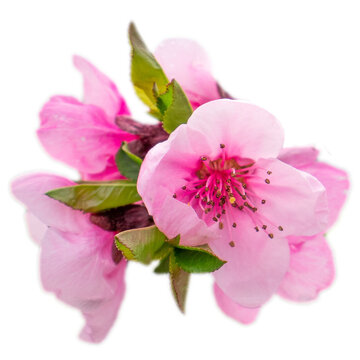 Close up pink buds flower on tree isolated PNG photo with transparent background.