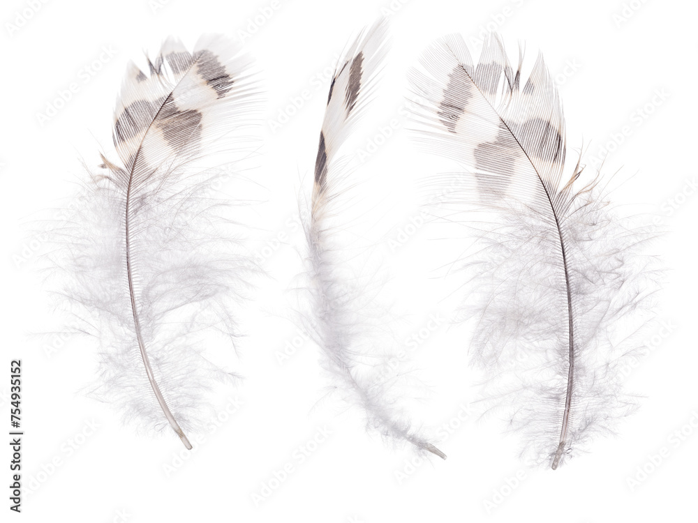 Sticker three feathers with dark and light brown stripes