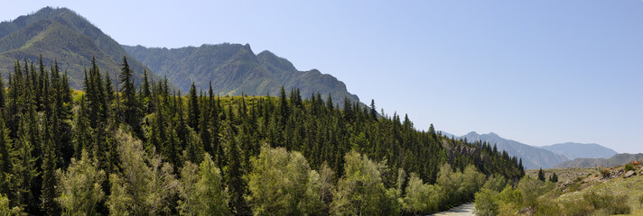 mountains dark green fir forest
