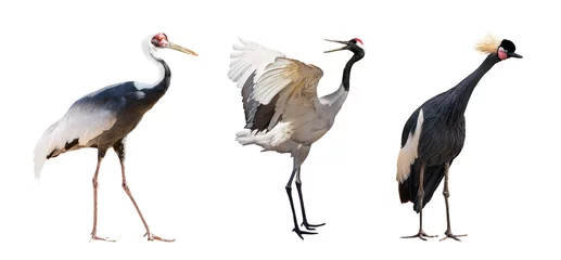 Zelfklevend Fotobehang Reiger different three cranes isolated on white