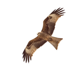isolated black kite in free flight bottom view