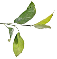 Obraz premium tangerines branch with leaves isolated on white