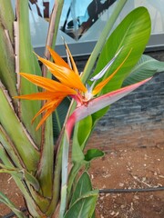 exotic flower in the bloom
