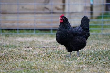 Isolated, black Australorp chicken, free range, hens, fully grown.
