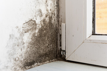 Fungus on the wall near the window. Mold and fungus on the wall in the house. Fungus and mold in...