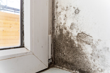 Black fungus on the wall near the plastic window. Mold and fungus destroy the white wall in the house. The wall needs to remove the fungus