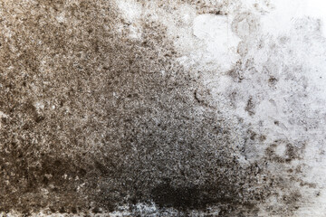The white wall is covered with fungus and mold. Mold and fungus destroy the wall. Fungus and mold background