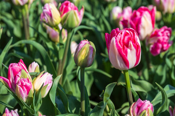 Close up of tulips in full bloom in a tulip field in the Netherlands