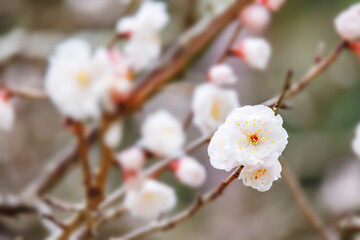 色鮮やかな満開の梅の花
