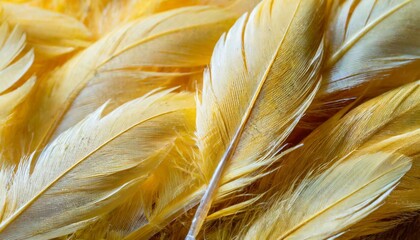 beautiful vibrant yellow chicken feather texture background