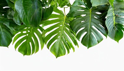 green leaves nature frame layout of tropical plants bush ferns climbing bird s nest fern philodendrons monstera foliage floral arrangement on white background with clipping path - obrazy, fototapety, plakaty