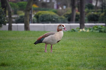 goose in the park