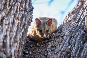A Curious Possum Peeks from a Tree Branch, Melbourne, Australia