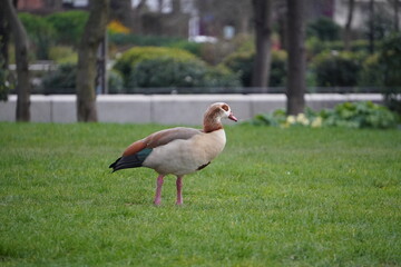 Obraz na płótnie Canvas duck in the park
