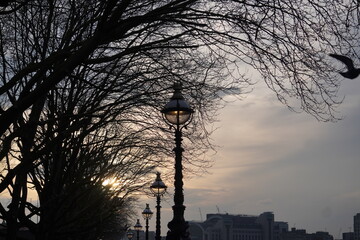 silhouette of a tree