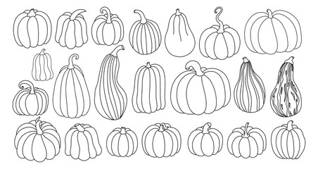 Large set of linear pumpkins on a white background. Vector illustration