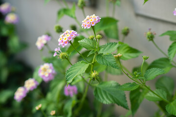小さな花の集合で咲く、夏のランタナ