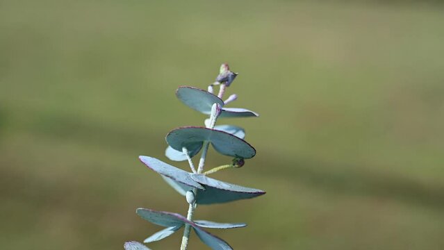 Australian native Silver Dollar gum tree, Eucalyptus cinerea, family Myrtaceae. Also known as the Argyle Apple.