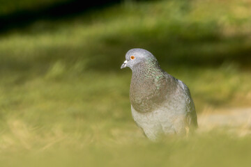 Common Wood Pigeon in a garden with a blurred foreground