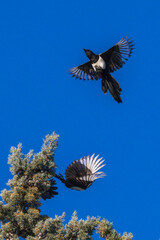 flight of Eurasian Magpie from the top of a cypress