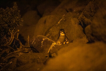 Lone Little Penguin Contemplating Under the Night Sky in St Kilda, Melbourne, Australia