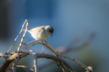 Eurasian Blackcap perched on a tree branch in the morning light