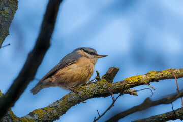 Eurasian Nuthatch perched on a tree branch in the morning light