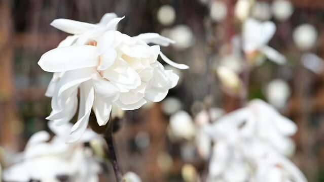 Beautiful white flowering magnolia - flowering tree. Magnolia stellata.  Star shape white flowers of magnolia. Spring season, sweet fragrance. Royal star magnolia