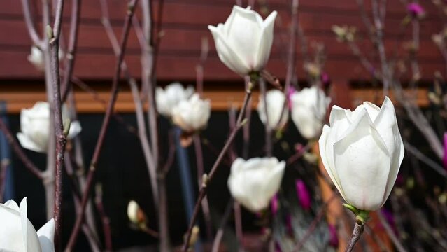 Beautiful white flowering magnolia - flowering tree. Magnolia stellata.  Star shape white flowers of magnolia. Spring season, sweet fragrance. Royal star magnolia