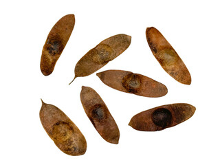 Dalbergia stipulacea (Fabaceae), a climbing shrub, was found in Thailand, Vietnam, Laos, southern China and eastern India