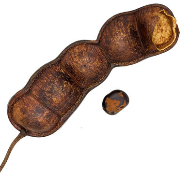 Entada rheedii, commonly known as the African dream herb or snuff box sea bean, and as the cacoon vine in Jamaica.