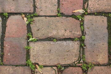brick wall with moss