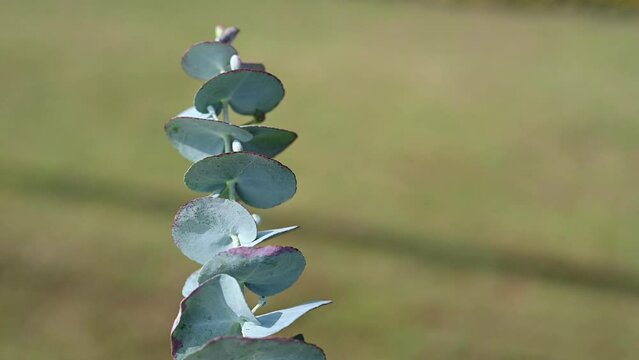 Australian native Silver Dollar gum tree, Eucalyptus cinerea, family Myrtaceae. Also known as the Argyle Apple.