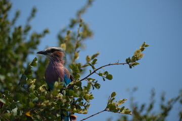 Lilac breasted roller bird sitting on a branch of a tree with lots of leaves, front view