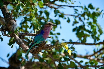 Lilac breasted roller bird sitting on a branch of a tree with lots of leaves