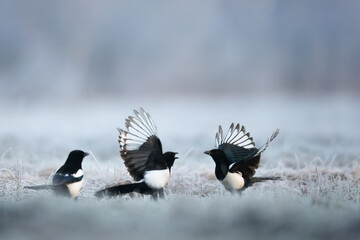 bird Eurasian Magpie or Common Magpie or Pica pica with blurred background