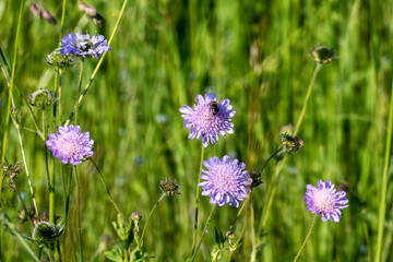 Wiesen Witwenblume, Knautia arvensis,  auf einer grünen Wiese