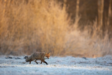 Fox Vulpes vulpes in winter scenery, Poland Europe, animal walking among frosty meadow	