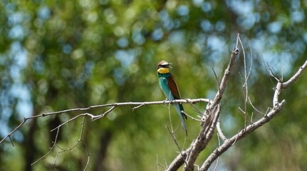 European bee-eater on a branch head turned front view