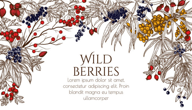 Vector illustration of wild berries in engraving style. Cornus sanguinea, sea buckthorn, rose hips, ligustrum, hawthorn, elderberry