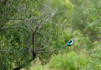 Kingfisher bird on a branch surrounded by greenery
