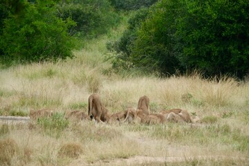 Pack of lions drinking, butts in the air