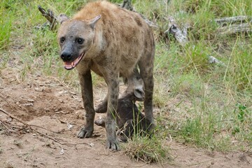 Mama hyena feeding her baby