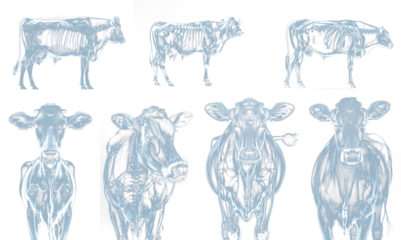 X-ray view of cows set. Isolated transparent background PNG. 