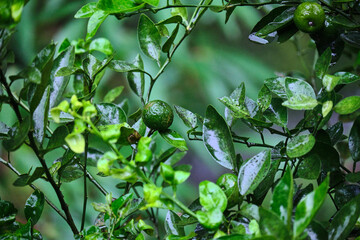 Nature's Refresh: Fresh Kaffir Lime Up Close After the Rain