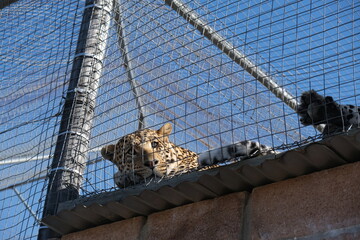 Sad leopard, looking into the distance, behind a fence