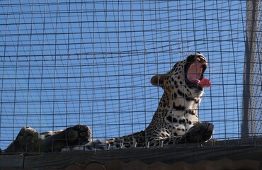 Female leopard with mouth open and tongue sticking out, behind a fence