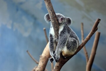 Koala is sleeping on the tree while pooping.