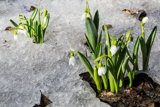 Blooming Spring snowflake (lat. Leucojum vernum) on a spring glade with the melted snow in early spring