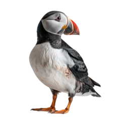 Meubelstickers Papegaaiduiker Atlantic puffin on isolated transparent background